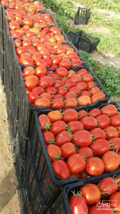 فروش گوجه فرنگی