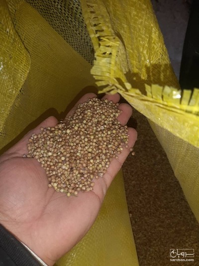 فروش بذر گشنیز