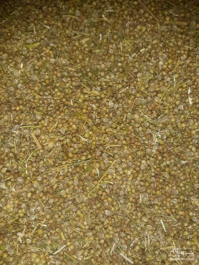 فروش بذر گشنیز
