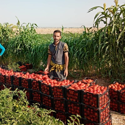 فروش گوجه فرنگی
