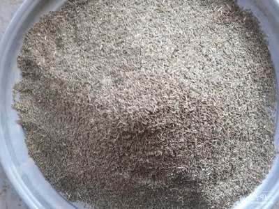 فروش زیره سبز