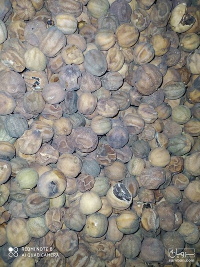 فروش لیمو خشک