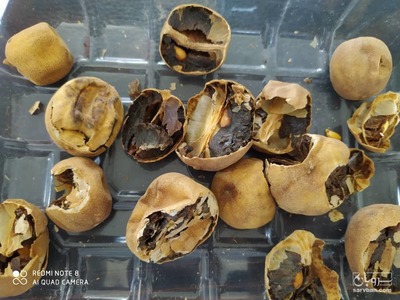 فروش لیمو خشک