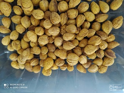 فروش بادام کاغذی