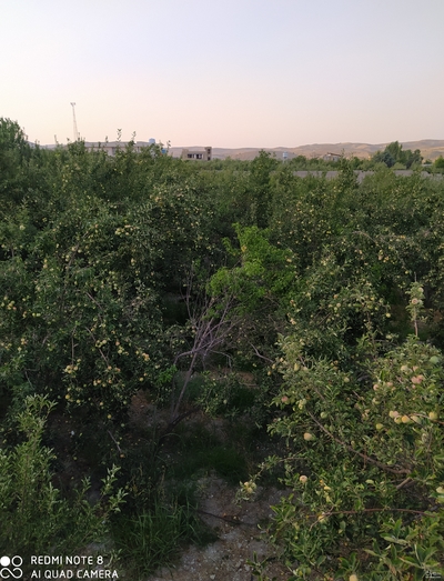 فروش سیب گلاب