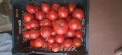 فروش گوجه فرنگی ربی