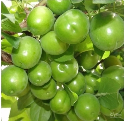 فروش گوجه سبز
