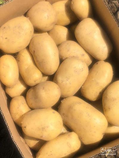 فروش سیب زمینی