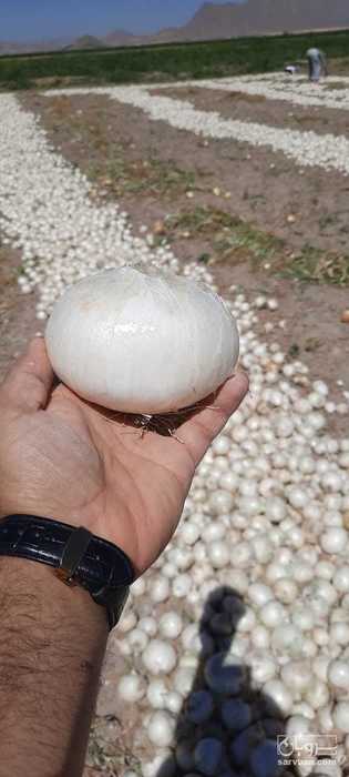 فروش پیاز سفید