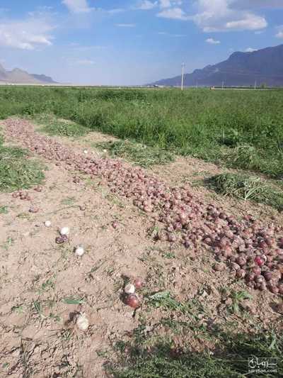 فروش پیاز قرمز