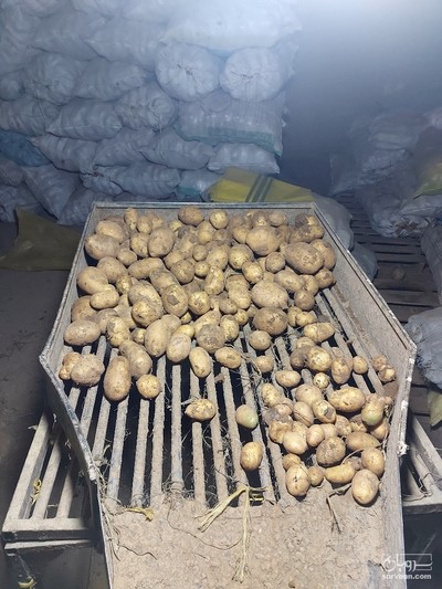 فروش سیب زمینی جلی