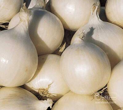 فروش پیاز سفید