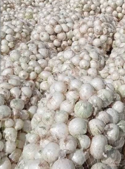 فروش پیاز سفید