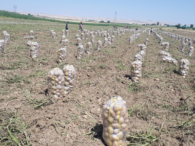  فروش سیب زمینی  4