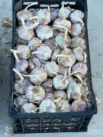 فروش سیر قرمز خشک