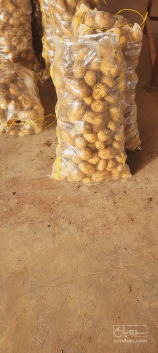 فروش سیب زمینی