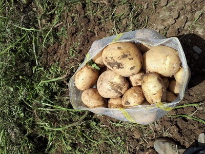  فروش سیب زمینی 