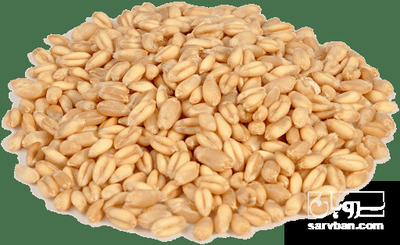 فروش گندم