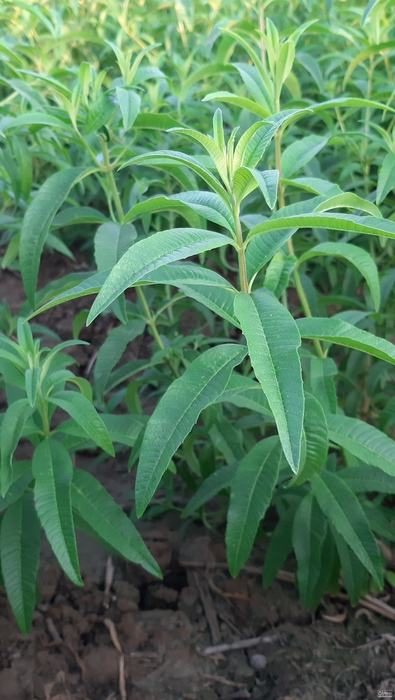 فروش به لیمو (ورون)