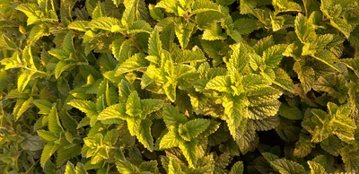 فروش بادرنجبویه