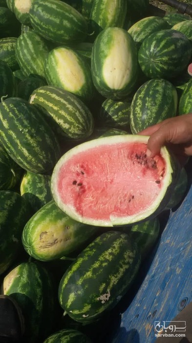 فروش هندوانه