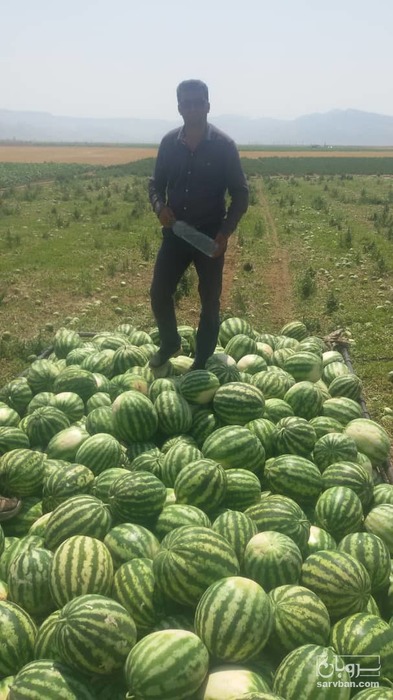 فروش هندوانه