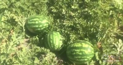 فروش هندوانه گرد