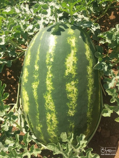 فروش هندوانه