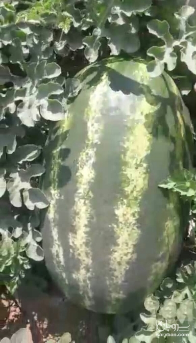 فروش هندوانه