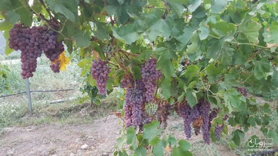 فروش انگور