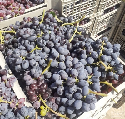 فروش انگور ترکمن