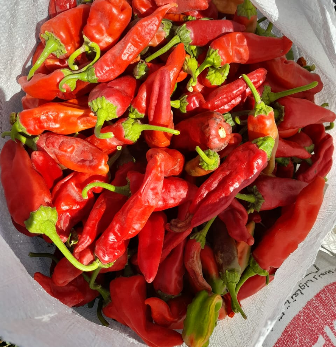 فروش فلفل قرمز تند تازه