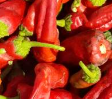 فروش فلفل قرمز تند