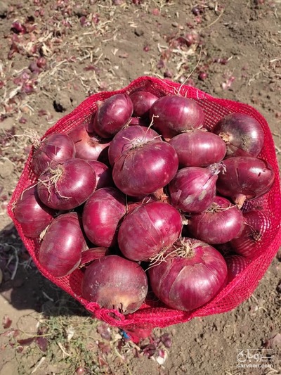 فروش پیاز قرمز بناب