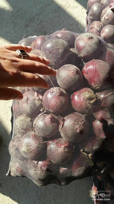 فروش پیازقرمز