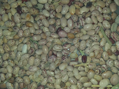 فروش لوبیا چیتی