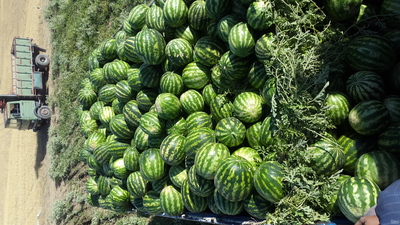 فروش هندوانه