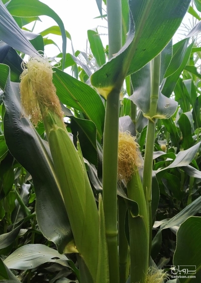 فروش ذرت علوفه ای بذرهیبرید