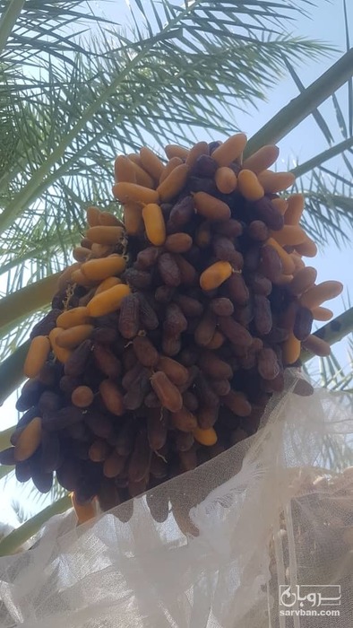فروش خرما