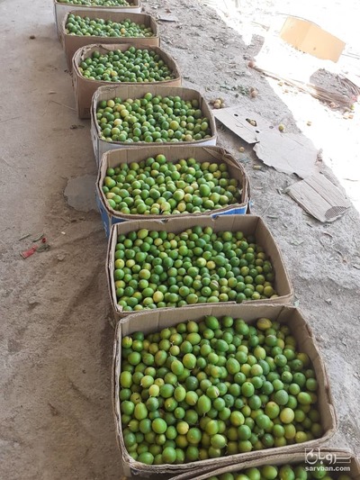 فروش لیموترش