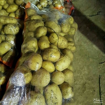 فروش سیب زمینی