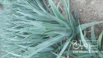 فروش آلوئه ورا ارگانیک