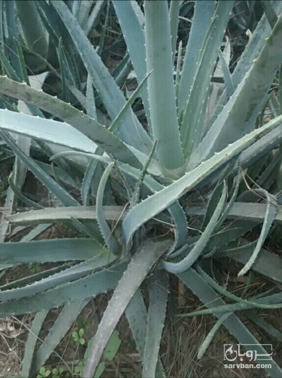 فروش پاجوش آلوئه ورا