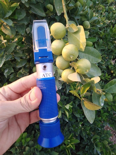 فروش لیموترش