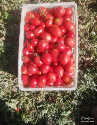 فروش گوجه فرنگی