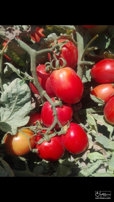 فروش گوجه فرنگی