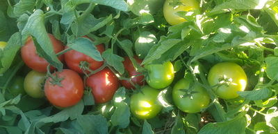 فروش گوجه فرنگی