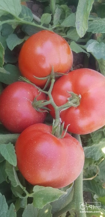 فروش گوجه فرنگی