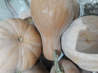 فروش کدوحلوایی