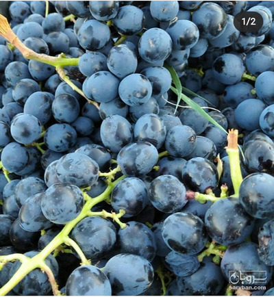 فروش انگور